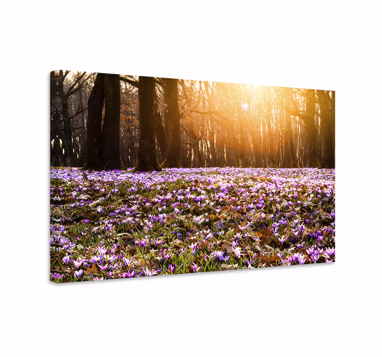 Vakkert lilla krokuslandskap lerretsbilde blomster - Tenstickers