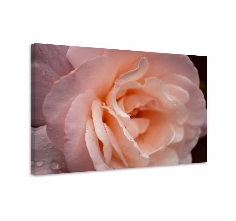 Blomst lerretsbilde delikat roseblomstring - Tenstickers