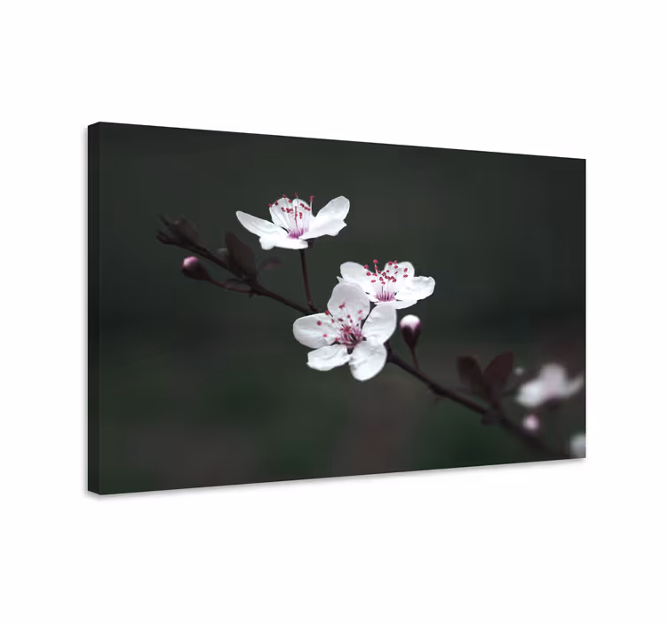 Elegant feminin kirsebærblomst lerretsbilde blomster - Tenstickers