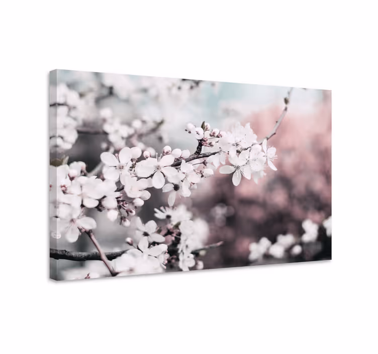Feminine hvite kirsebærblomster lerretsbilde blomster - Tenstickers