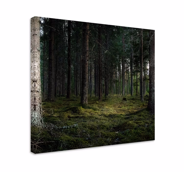 "natur" trær i skogen lerretsbilde trær - Tenstickers