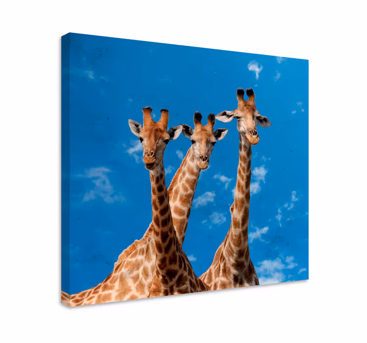 Giraffer trio portrett dyr lerretsbilde - Tenstickers
