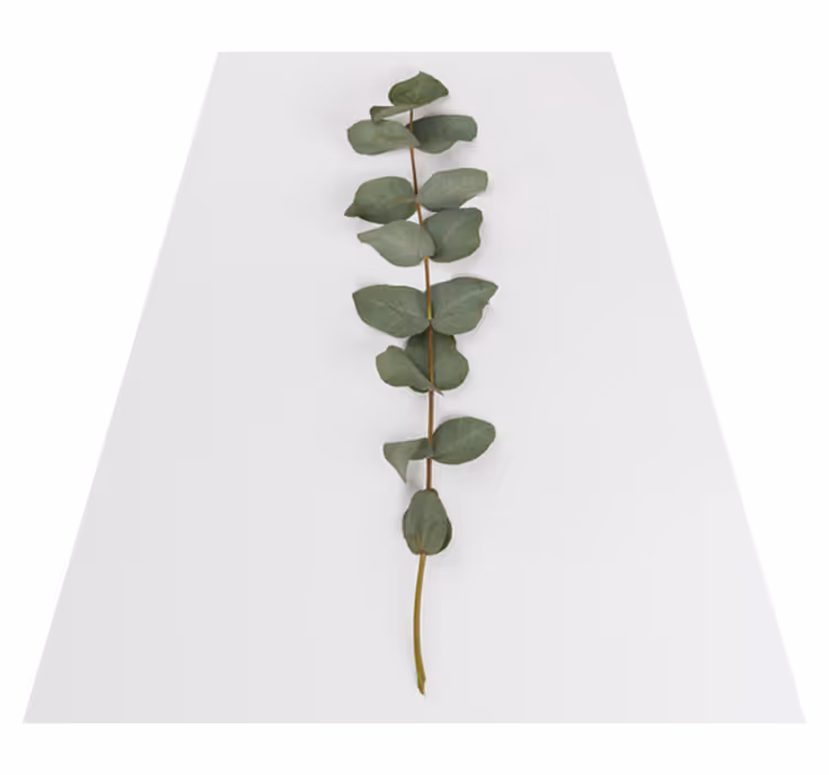 Vinyl teppe blomster og planter eukalyptusblader - Tenstickers