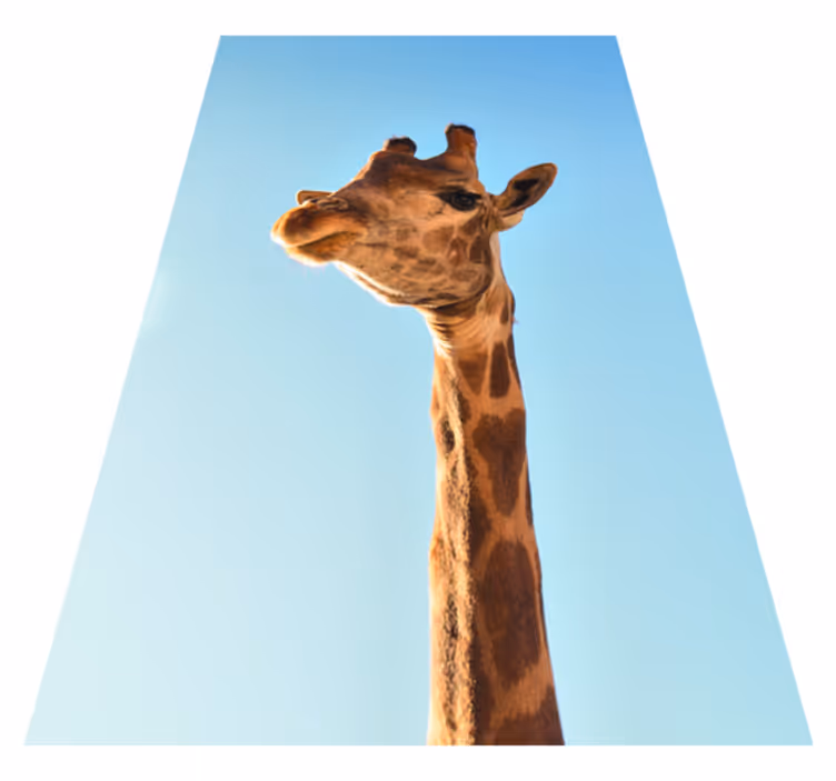 Giraff nærbilde vinyl teppe dyr - Tenstickers
