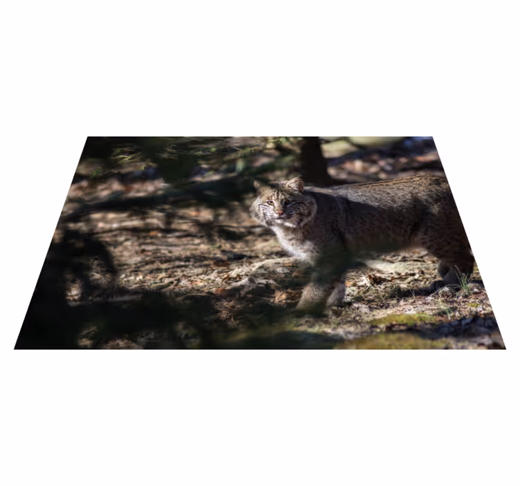 Villkattdyr vinyl teppe - Tenstickers
