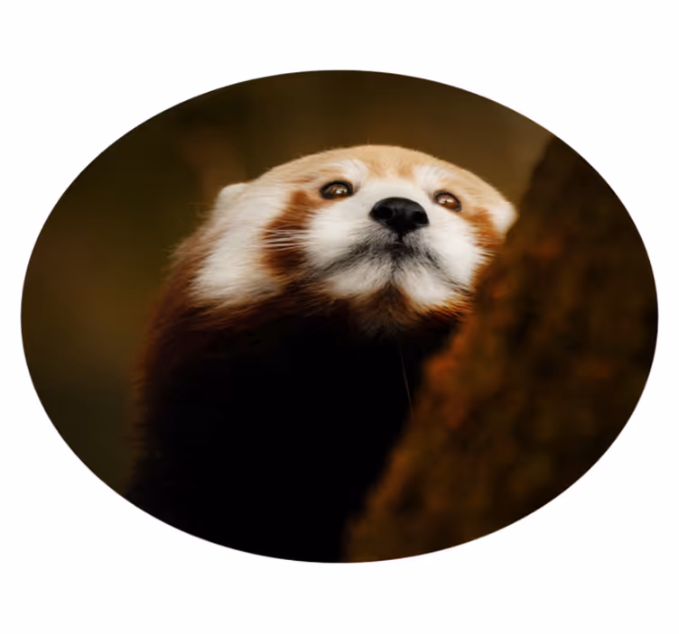 Dyr søt rød panda dyreteppe - Tenstickers