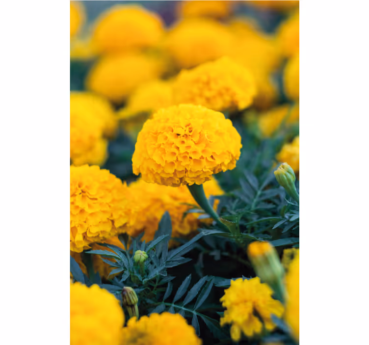 Tapet blomster gule ringblomster - Tenstickers
