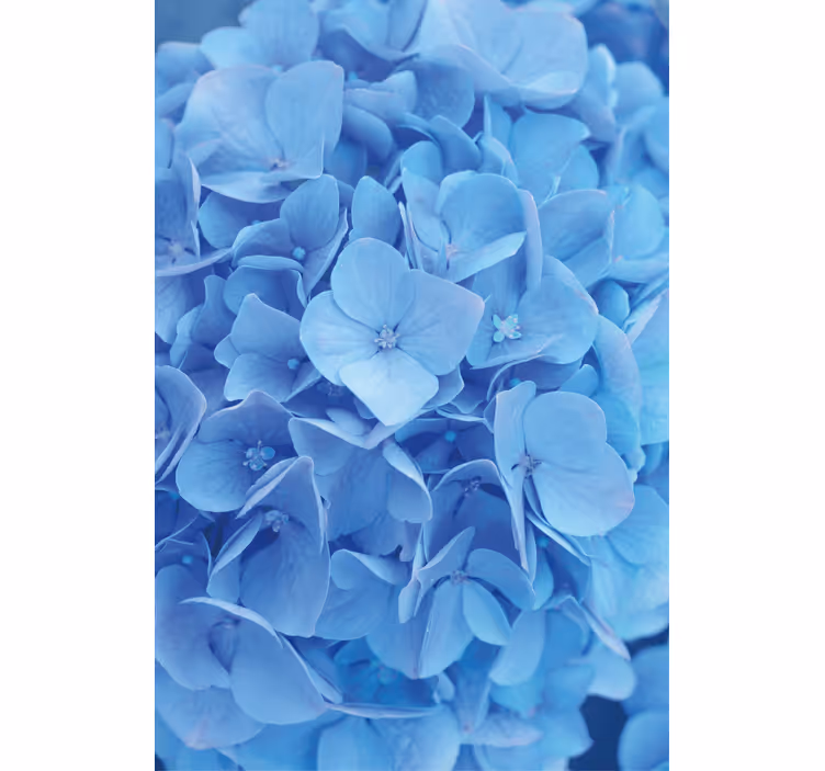 Tapet blomster hortensia blomster - Tenstickers