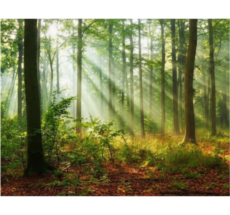 Rullegardin trær naturlig lys i skogen - Tenstickers