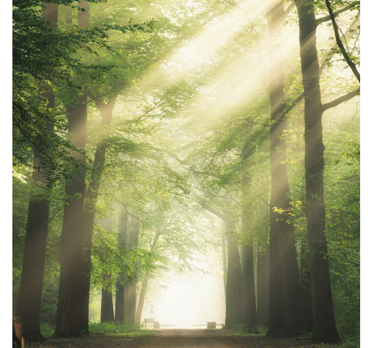 Rullegardin stue grønn skog med sol - Tenstickers