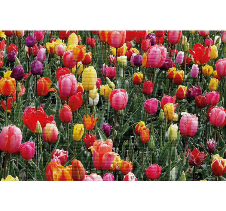 Rullegardin stue mange tulipaner i et felt - Tenstickers