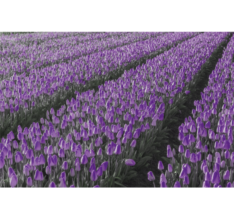 Rullegardin stue tulipanlinje felt - Tenstickers