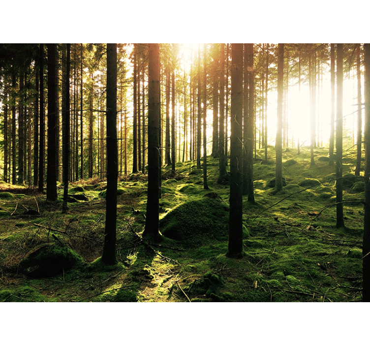 Rullegardin stue solfylt skog - Tenstickers