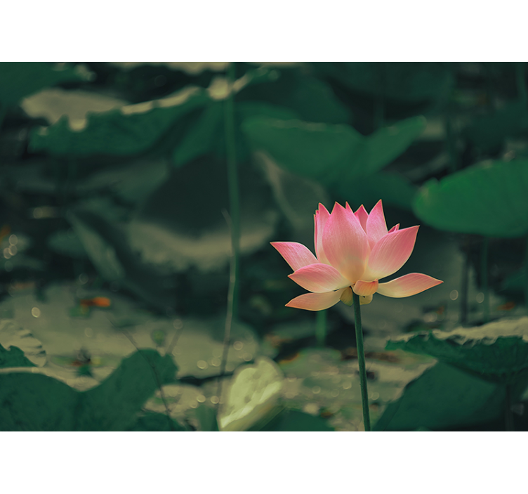 Rullegardin grønn rosa blomst - Tenstickers