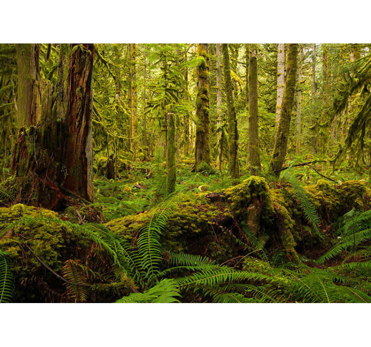 Rullegardin stue i skogsgrønn - Tenstickers