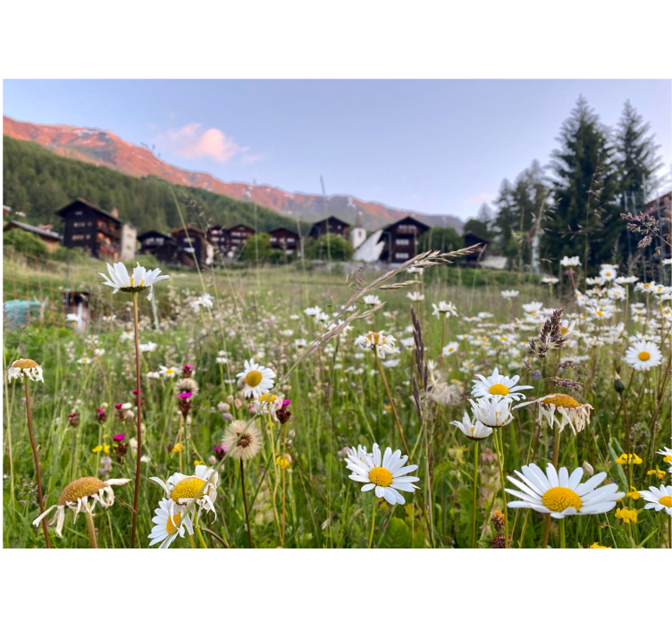Rullegardin stue blomsterlandskap i en landsby - Tenstickers