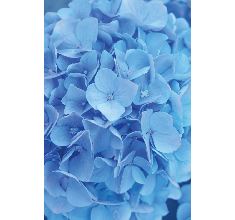 Hortensia blomster rullegardin - Tenstickers