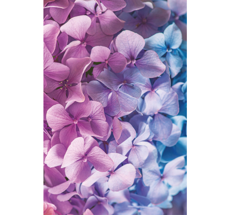 Mange forskjellige hortensia blomster rullegardin - Tenstickers