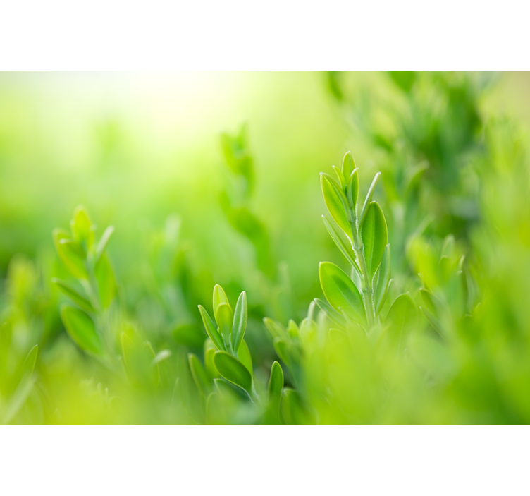 Frodig grønt bilde rullegardin blomster - Tenstickers