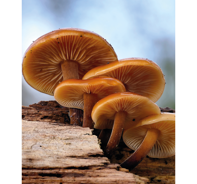 Soppvekst rullegardin blomster - Tenstickers