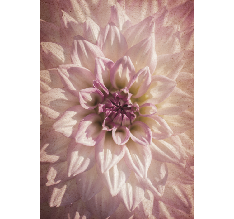 Rosa dahlia rullegardin blomster - Tenstickers