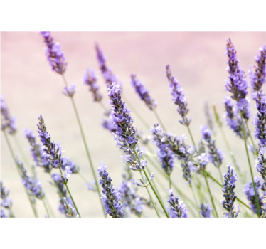 Rullegardin kjøkken med en bukett lilla blomster - Tenstickers