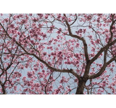 Rullegardin kjøkken vakre rosa kirsebærblomster - Tenstickers