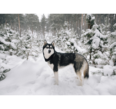 Hvit rullegardin vinterforest og huskyhund - Tenstickers