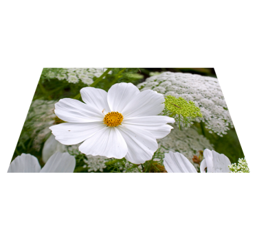 Spisebrikke original elegant hvit blomst - Tenstickers