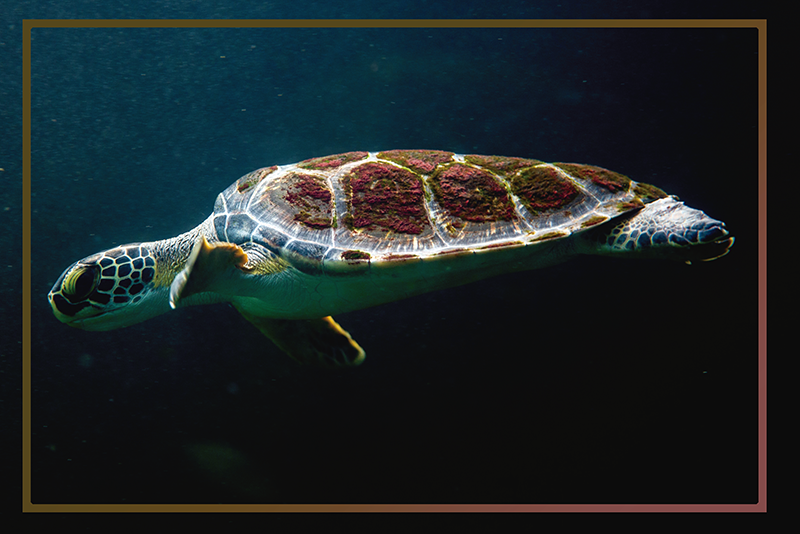 Svømming skilpadde hjemme spisebrikker - Tenstickers