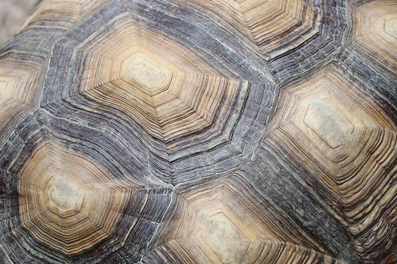 Skilpadde skall skilpadde spisebrikker - Tenstickers