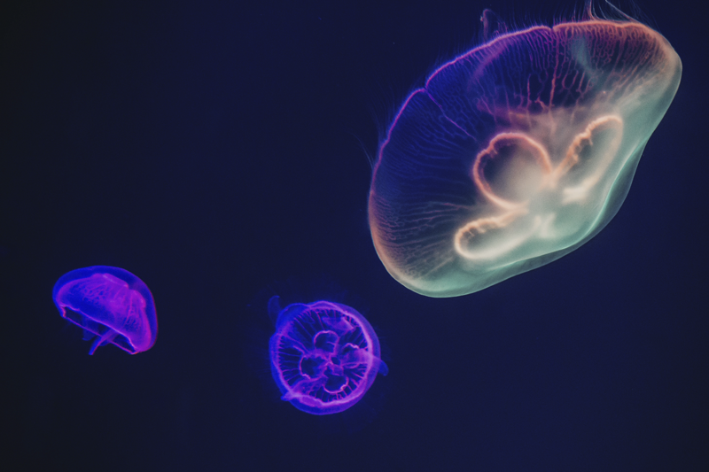 Flerfargede maneter fisker spisebrikker - Tenstickers