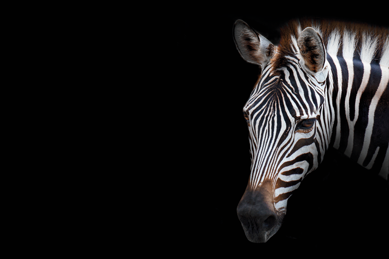 Realistisk bilde sebra spisebrikker - Tenstickers