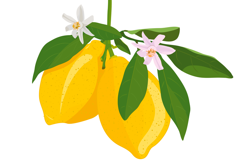 Lemon branch illustrasjon spisebrikke original - Tenstickers