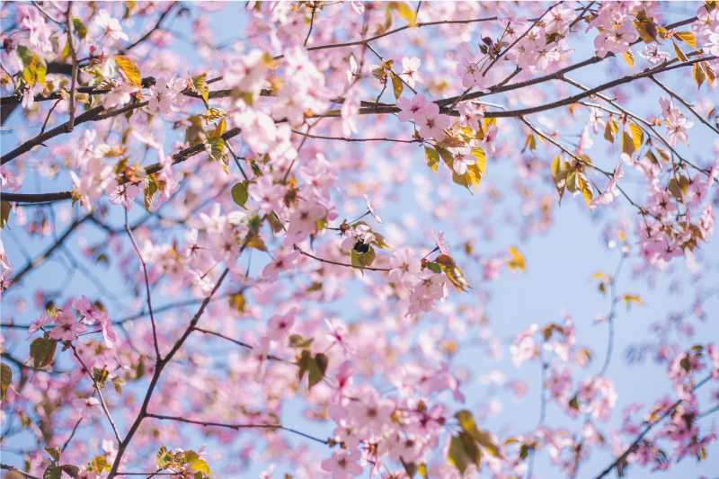 Spisebrikke tekstur blomstrende kirsebærblomst - Tenstickers