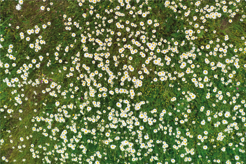 Spisebrikke tekstur friskt blomsterdesign - Tenstickers