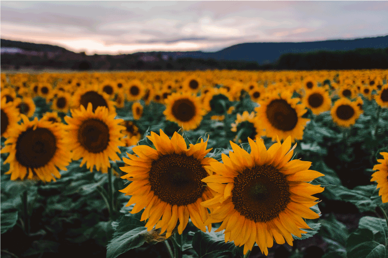 Solsikkefelt spisebrikke elegant - Tenstickers