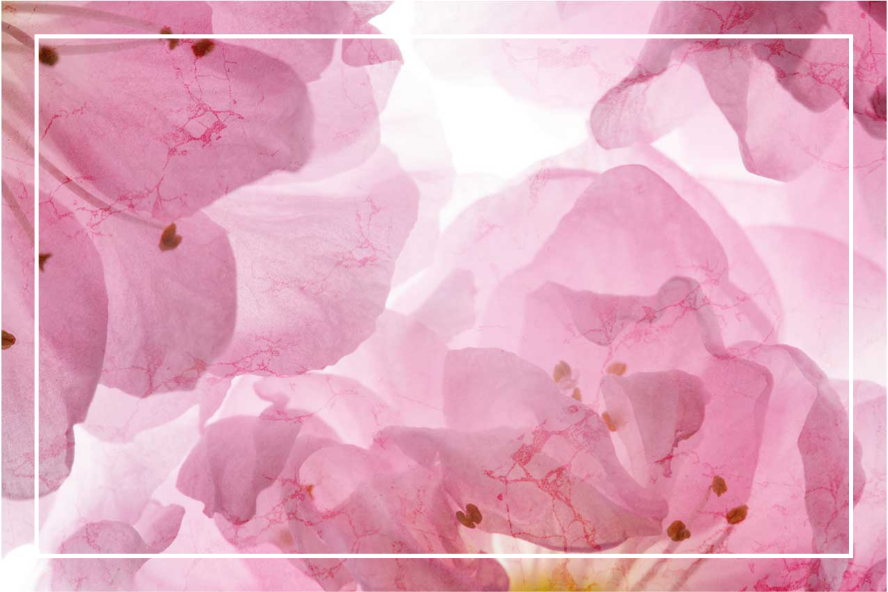 Rosa blomster med blader spisebrikke original - Tenstickers