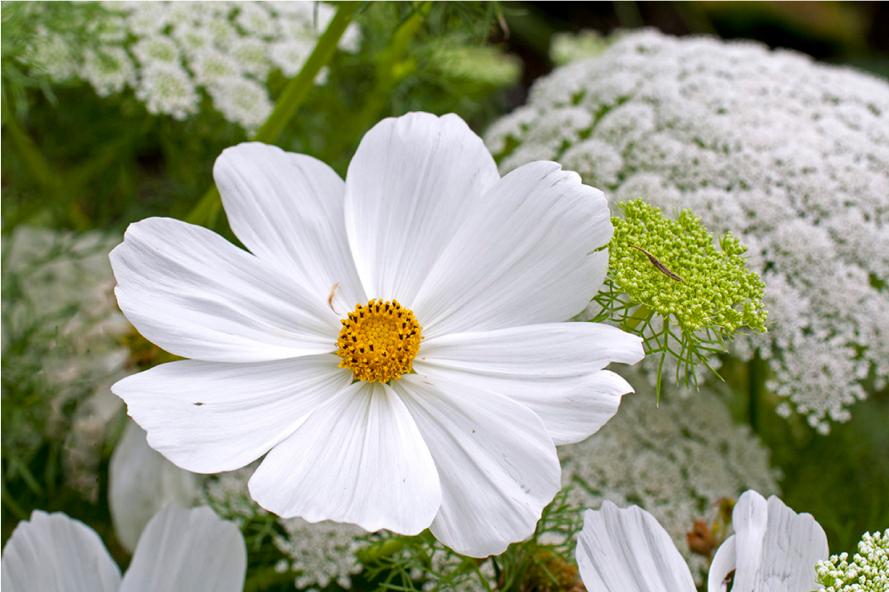 Spisebrikke original elegant hvit blomst - Tenstickers