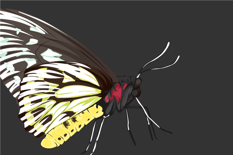 Spisebrikke original fargerik sommerfugl illustrasjon - Tenstickers