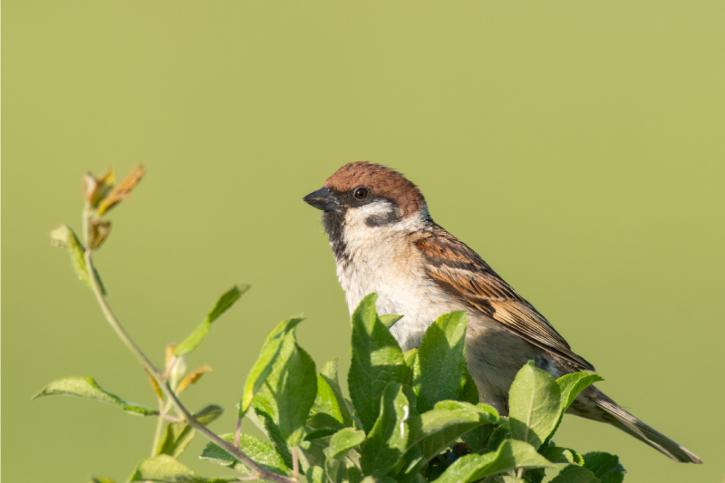 Spisebrikke moderne fugl på grønt - Tenstickers