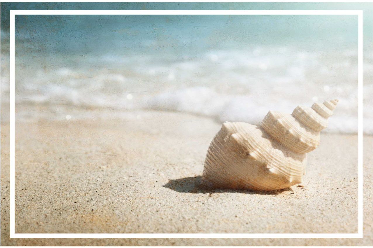 Skjell på sanden spisebrikke moderne - Tenstickers