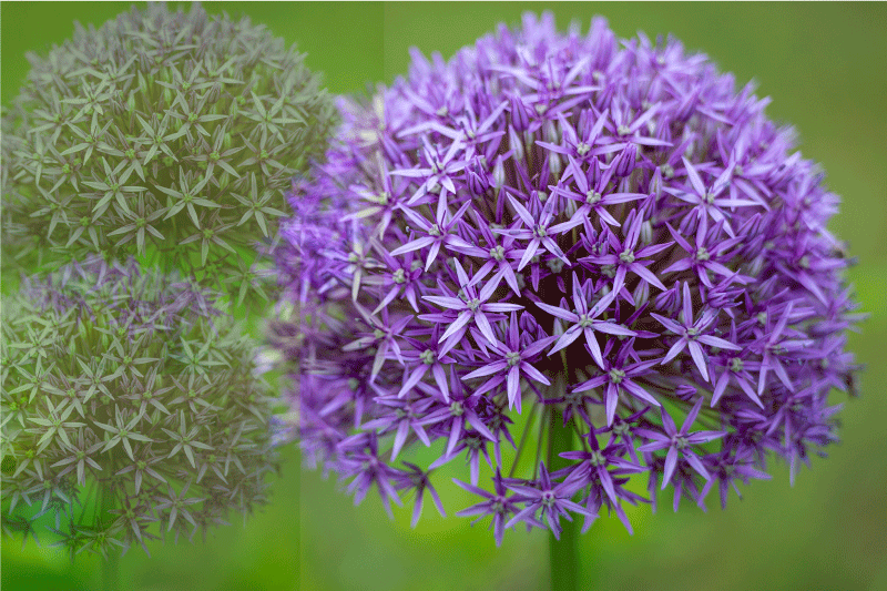 Lilla kuler med grønne stilker spisebrikke moderne - Tenstickers