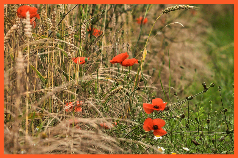 Morsom matoppsett spisebrikke spedbarn - Tenstickers