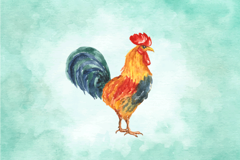 Realistisk farget tegning av hane spisebrikke moderne - Tenstickers