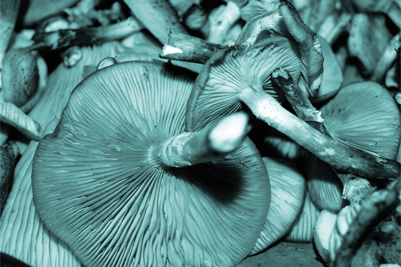 Blå østers sopp gjeller spisebrikke tekstur - Tenstickers