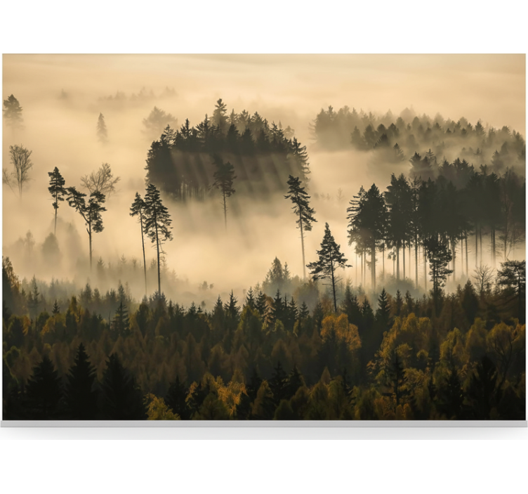 Fototapet skog eterisk morgenkåpe - Tenstickers