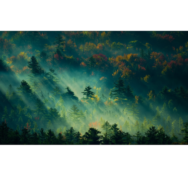 Fototapet skog den stemningsfulle skogen - Tenstickers