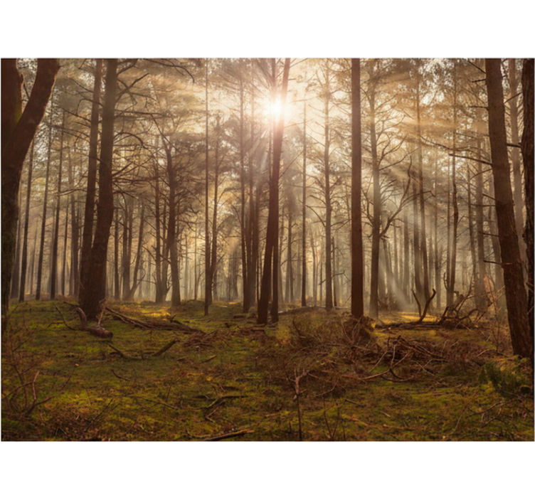 Fototapet skog gyldne dyrelivslounge - Tenstickers