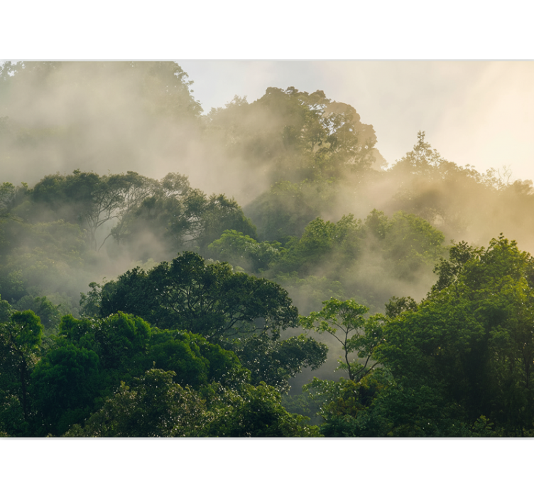Fototapet skog frodig jungeltak - Tenstickers